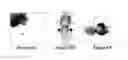 Fig. 44 - Fibroblast growth factor receptors and methods for their use