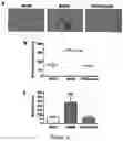 Fig. 22 - Methods and compositions targeting viral and cellular ITAM motifs, and use of same in identifying compounds with therapeutic activity