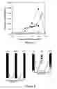 Fig. 02 - Methods for reducing the mitogenicity of lectin compositions