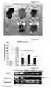 Fig. 06 - Composition comprising the alcohol compound isolated from the extract of cucurbitaceae family plant having anti-adipogenic and anti-obesity activity