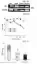 Fig. 07 - Composition comprising the alcohol compound isolated from the extract of cucurbitaceae family plant having anti-adipogenic and anti-obesity activity