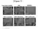 Fig. 02 - Composition comprising the alcohol compound isolated from the extract of cucurbitaceae family plant having anti-adipogenic and anti-obesity activity