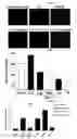 Fig. 03 - Composition comprising the alcohol compound isolated from the extract of cucurbitaceae family plant having anti-adipogenic and anti-obesity activity