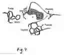 Fig. 05 - Method for identifying weakly binding molecule fragments having ligand properties, whereby the molecule fragments are applied in the form of microdrops of a corresponding solution to the crystal