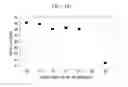 Fig. 10 - Alignment Film, Method of Forming the Same, and Liquid Crystal Display Including the Same