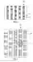 Fig. 04 - High contrast optical information carrier