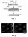 Fig. 05 - Three-dimensional gels that have microscale features