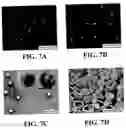 Fig. 08 - Polymer hollow particles with controllable holes in their surfaces