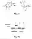 Fig. 06 - Selective incorporation of 5-hydroxytryptophan into proteins in mammalian cells