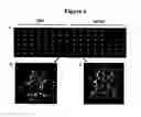 Fig. 05 - Reverse transfection of cell arrays for structural and functional analyses of proteins