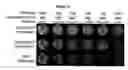 Fig. 06 - Reverse transfection of cell arrays for structural and functional analyses of proteins