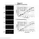 Fig. 07 - Reverse transfection of cell arrays for structural and functional analyses of proteins