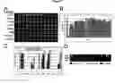 Fig. 08 - Reverse transfection of cell arrays for structural and functional analyses of proteins