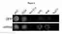 Fig. 10 - Reverse transfection of cell arrays for structural and functional analyses of proteins
