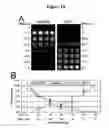 Fig. 11 - Reverse transfection of cell arrays for structural and functional analyses of proteins