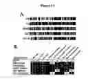Fig. 14 - Reverse transfection of cell arrays for structural and functional analyses of proteins