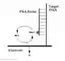 Fig. 01 - Electrochemical detection of nucleic acid sequences