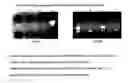 Fig. 22 - Method for diagnosis of tuberculosis by smear microscopy, culture and polymerase chain reaction using processed clinical samples and kit thereof
