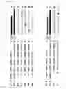 Fig. 04 - Partially double stranded nucleic acid molecules