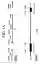 Fig. 02 - Inversion on chromosome 8p23 is a risk factor for anxiety disorders, depression and bipolar disorders