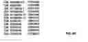 Fig. 37 - Inversion on chromosome 8p23 is a risk factor for anxiety disorders, depression and bipolar disorders