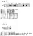 Fig. 04 - Method of detecting nucleic acid and utilization thereof