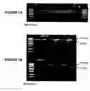 Fig. 02 - Primers, methods and kits for amplifying or detecting human leukocyte antigen alleles