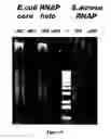 Fig. 07 - Methods for identifying polymerase inhibitors
