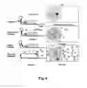 Fig. 07 - Nucleic acid aptamer-based compositions and methods