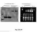 Fig. 23 - Nucleic acid aptamer-based compositions and methods