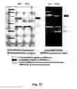 Fig. 24 - Nucleic acid aptamer-based compositions and methods