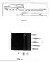 Fig. 02 - Method for detecting disease-associated mutations