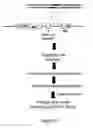 Fig. 15 - RNA interference