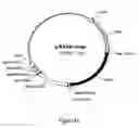 Fig. 54 - RNA interference