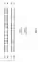 Fig. 55 - vaccines and diagnostic tests