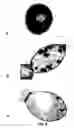 Fig. 56 - vaccines and diagnostic tests