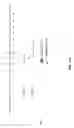 Fig. 61 - vaccines and diagnostic tests