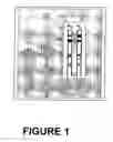 Fig. 02 - Process for identifying antigenized antibodies using ribosome cell free expression system