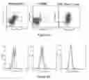 Fig. 07 - Methods for diagnosing and evaluating treatment of blood disorders