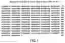 Fig. 02 - Rhesus monkey dickkopf-1, nucleotides encoding same, and uses thereof