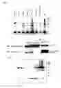 Fig. 16 - Antibodies recognizing methyllysine, process for producing the same and utilization thereof