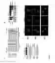 Fig. 04 - Compositions and methods for modulating the acute phase response