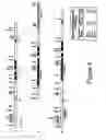 Fig. 07 - Human antibodies
