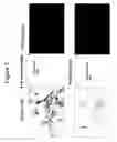Fig. 03 - High throughput screening assay for the TRPM5 ion channel