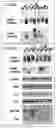Fig. 03 - Method of determining efficacy of anticancer drug and determination kit therefor