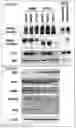 Fig. 04 - Method of determining efficacy of anticancer drug and determination kit therefor