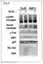 Fig. 05 - Method of determining efficacy of anticancer drug and determination kit therefor