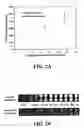 Fig. 04 - Glass-immobilized, protein-acrylamide copolymer and method of making thereof