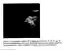 Fig. 08 - Method and apparatus for detecting phycocyanin-pigmented algae and bacteria from reflected light