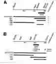 Fig. 01 - Identification of 3-ketosteroid 9-alfa-hydroxylase genes and microorganisms blocked in 3-ketosteroid 9-alfa-hydroxylase activity
